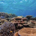 1 okinawa iriomote snorkeling tour at coral island [Okinawa Iriomote] Snorkeling Tour at Coral Island