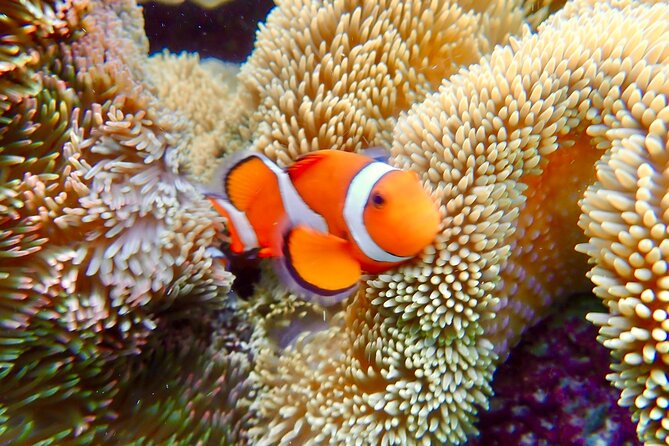 [Okinawa Miyako] Natural Aquarium! Tropical Snorkeling With Colorful Fish!