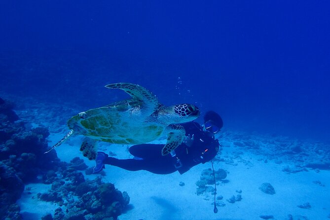 Okinawa Scuba Diving for Certified Divers (3 Boat Dives Lunch)