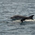 1 olbia bay dolphin watching boat tour Olbia Bay Dolphin-Watching Boat Tour