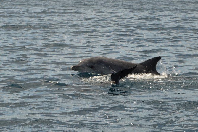 Olbia Bay Dolphin-Watching Boat Tour
