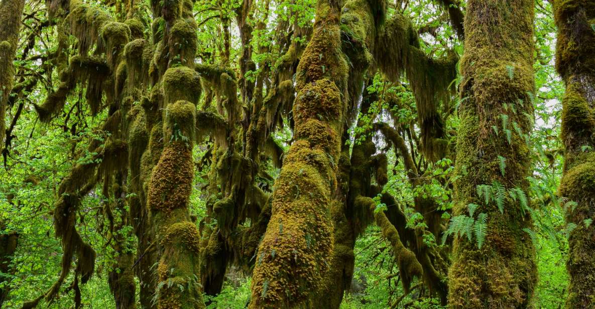 Olympic National Park: Hoh Rain Forest and Rialto Beach Tour