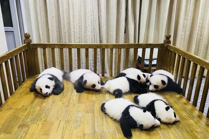 One Day Trip to Chengdu Panda Base and Leshan Buddha Tour