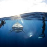 1 open water shark dive Open Water Shark Dive