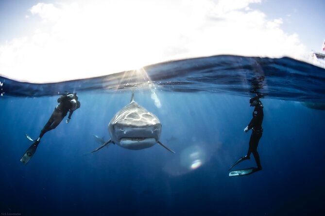 1 open water shark dive Open Water Shark Dive