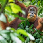 1 orangutan jungle trek 3 day adventure in bukit lawang sumatra Orangutan Jungle Trek: 3 Day Adventure in Bukit Lawang, Sumatra