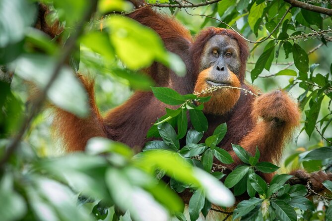 Orangutan Jungle Trek: 3 Day Adventure in Bukit Lawang, Sumatra