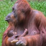 1 orangutan tour jungle trekking in sumatra Orangutan Tour : Jungle Trekking in Sumatra