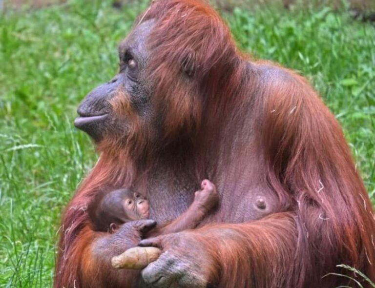 Orangutan Tour : Jungle Trekking in Sumatra