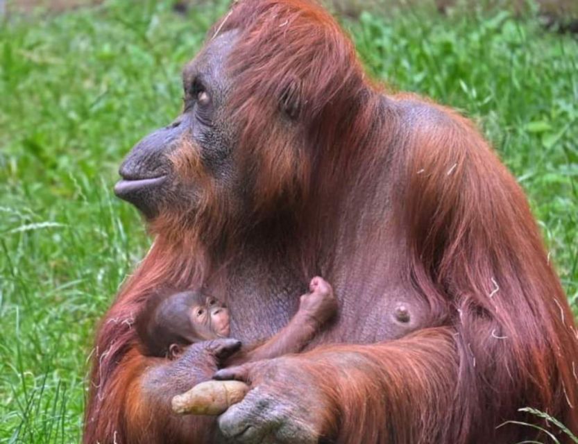 1 orangutan tour jungle trekking in sumatra Orangutan Tour : Jungle Trekking in Sumatra