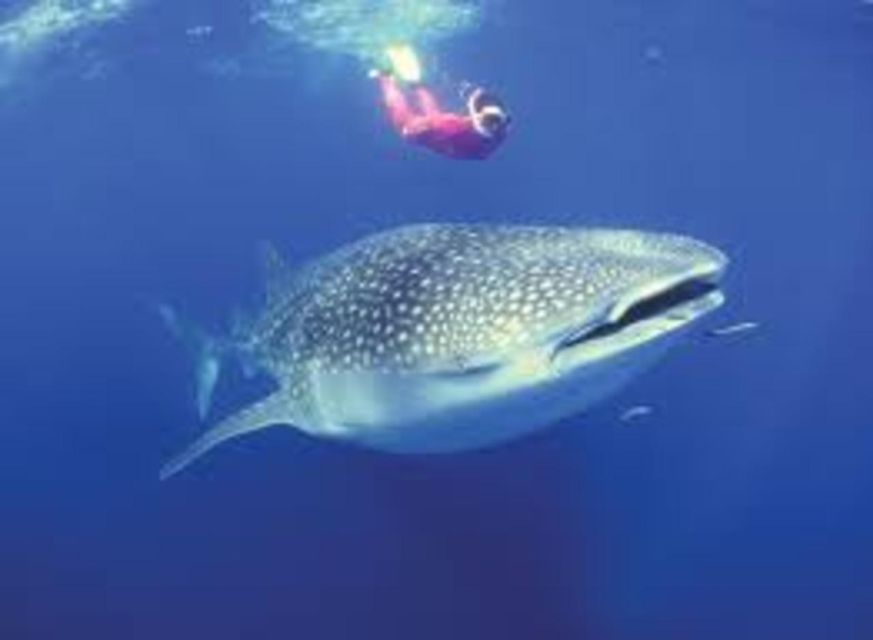 1 oslob whale shark swimming tumalog falls sumilon sandbar Oslob: Whale Shark Swimming, Tumalog Falls, Sumilon Sandbar