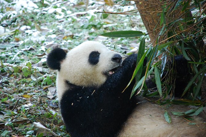 Panda and Cultural Chengdu 1 Day Tour