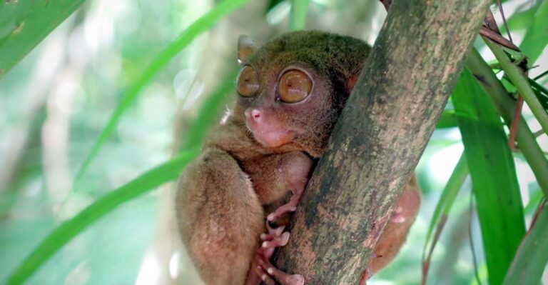 Panglao: Dao, Forests, and Tarsier Sanctuary Tour With Lunch
