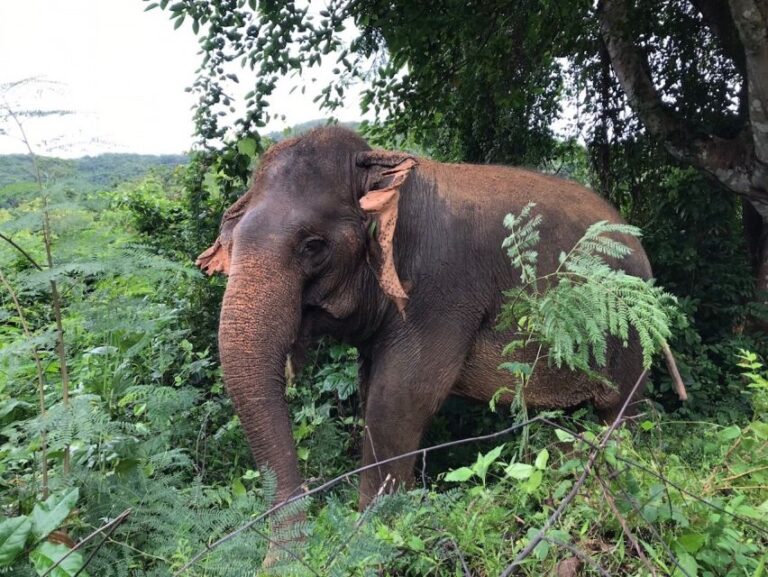 Pattaya : Ethical Elephant Sanctuary Interactive Tour