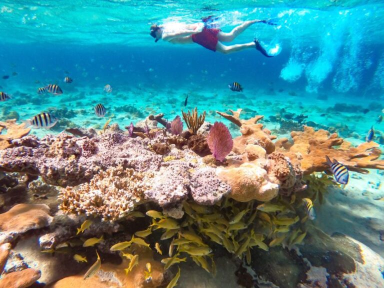 Pearl Island Beach: Full-Day Snorkelling With Lunch