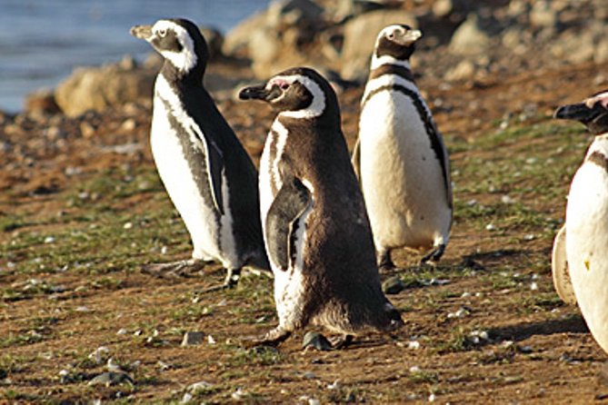 1 penguin colony in ushuaia Penguin Colony in Ushuaia
