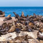 1 peninsula tour full day cape point and penguin beach Peninsula Tour: Full Day Cape Point and Penguin Beach