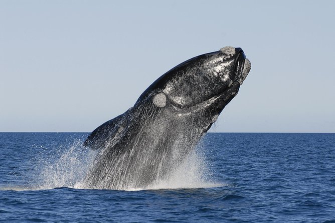 Peninsula Valdes Tour With Optional Whale Watching