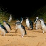 1 phillip island penguin parade express tour from melbourne Phillip Island Penguin Parade Express Tour From Melbourne