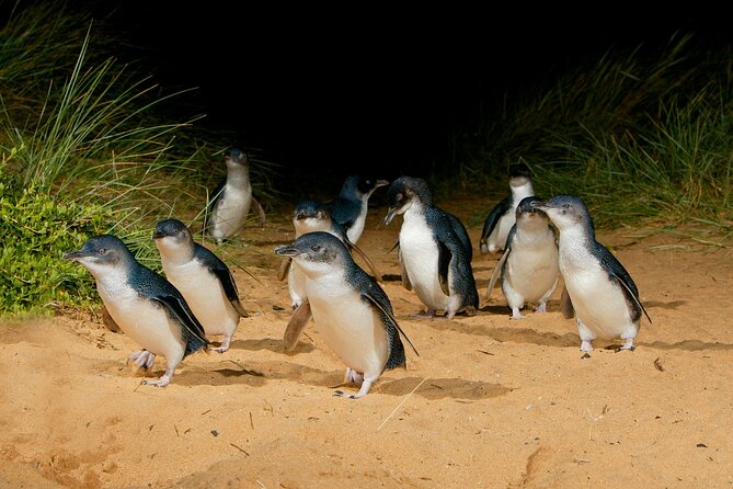 1 phillip island penguin parade express tour from melbourne 2 Phillip Island Penguin Parade Express Tour From Melbourne