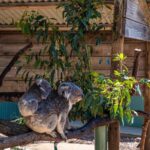 1 phillip island penguins koalas wildlife tour from melbourne Phillip Island, Penguins, Koalas & Wildlife Tour - From Melbourne