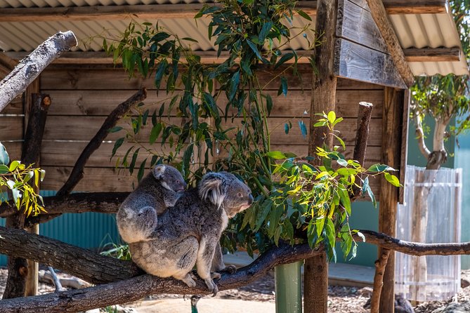 Phillip Island, Penguins, Koalas & Wildlife Tour – From Melbourne