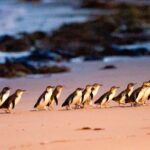 1 phillip island penguins wine tasting and dinner from melbourne Phillip Island Penguins, Wine Tasting and Dinner From Melbourne