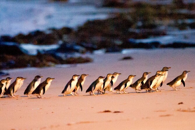 Phillip Island Penguins, Wine Tasting and Dinner From Melbourne