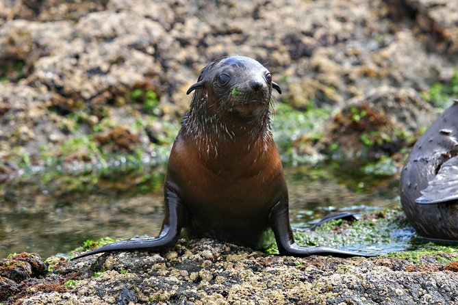 1 phillip island seal watching cruise Phillip Island Seal-Watching Cruise