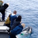 1 phillip island whale watching tour Phillip Island Whale Watching Tour
