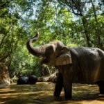 1 phnom kulen park tour with elephant forest from siem reap Phnom Kulen Park: Tour With Elephant Forest From Siem Reap