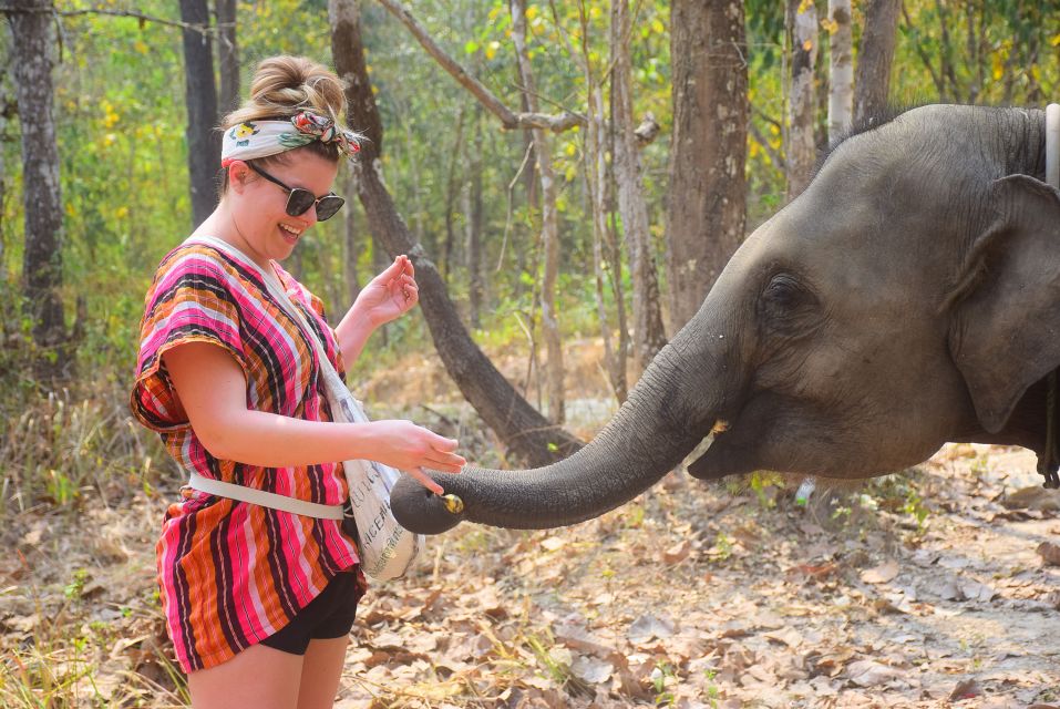 1 phuket elephant feeding program Phuket: Elephant Feeding Program