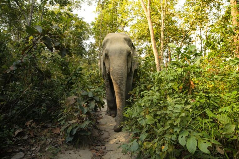 Phuket: Elephant Jungle Sanctuary Full-Day Experience