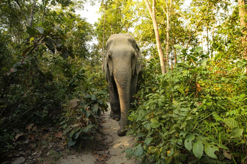 1 phuket elephant jungle sanctuary full day Phuket: Elephant Jungle Sanctuary Full-Day Experience