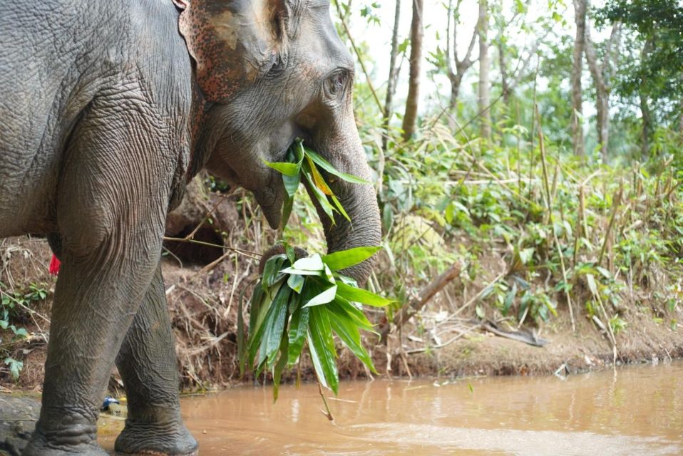 1 phuket elephant sanctuary tour cooking class lunch Phuket: Elephant Sanctuary Tour, Cooking Class & Lunch