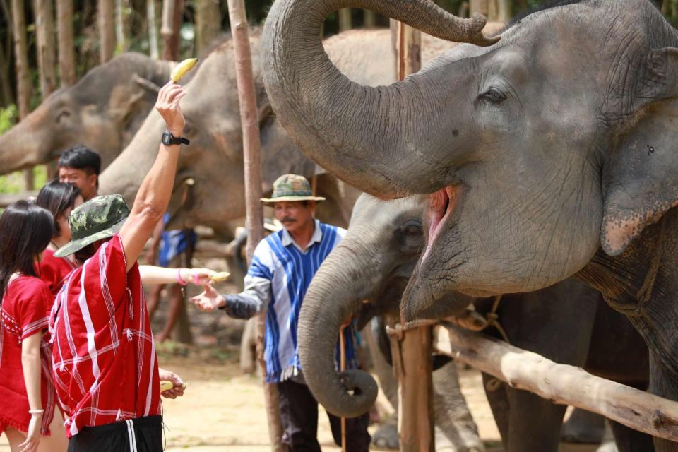 1 phuket half day elephant experience with lunch and pickup Phuket: Half-Day Elephant Experience With Lunch and Pickup