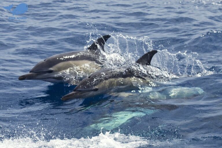 Pico Island: Azores Whale & Dolphin Watching on Zodiac Boat