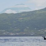 1 pico island whale watching boat tour with biologist guides Pico Island: Whale Watching Boat Tour With Biologist Guides
