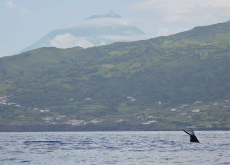 Pico Island: Whale Watching Boat Tour With Biologist Guides