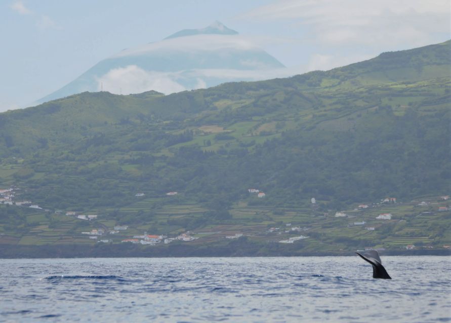 1 pico island whale watching boat tour with biologist guides Pico Island: Whale Watching Boat Tour With Biologist Guides