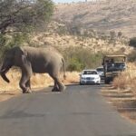 1 pilanesberg full day shared safari with sun city visit Pilanesberg Full-Day Shared Safari With Sun City Visit