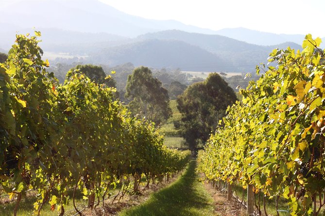 Pizzini Wines King Valley Esperienza – Private Wine Tasting & Grazing Plate