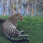 1 plettenberg bay cats in conservation full day tour Plettenberg Bay: Cats in Conservation Full Day Tour