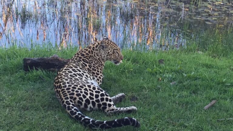 Plettenberg Bay: Cats in Conservation Full Day Tour