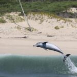 1 plettenberg bay dolphin marine tours Plettenberg Bay: Dolphin & Marine Tours