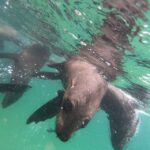 1 plettenberg bay seal swimming experience Plettenberg Bay: Seal Swimming Experience