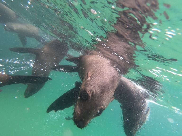 Plettenberg Bay: Seal Swimming Experience