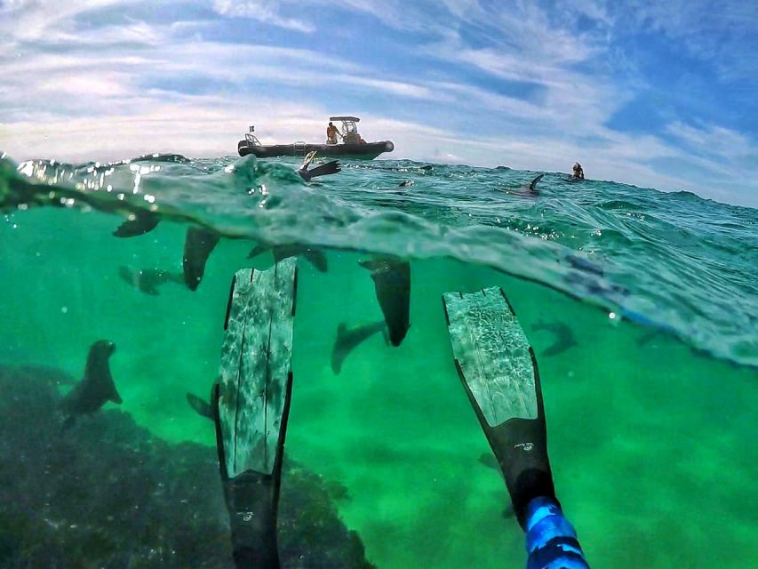 1 plettenberg bay swim with seals Plettenberg Bay: Swim With Seals