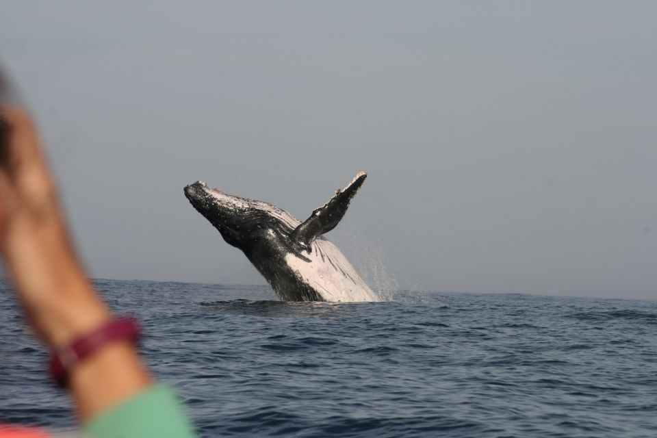 1 plettenberg bay whale watching cruise Plettenberg Bay: Whale-Watching Cruise