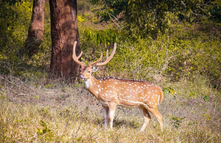 Pokhara: 3-Day Culture Wildlife and Jungle Safari Experience